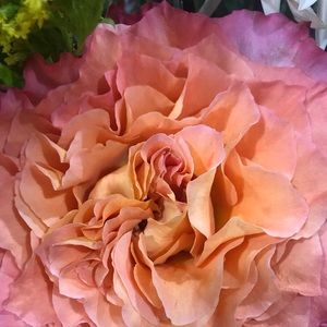 Meet your Posher, Serena